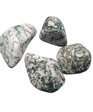 Tree Agate X-Large
